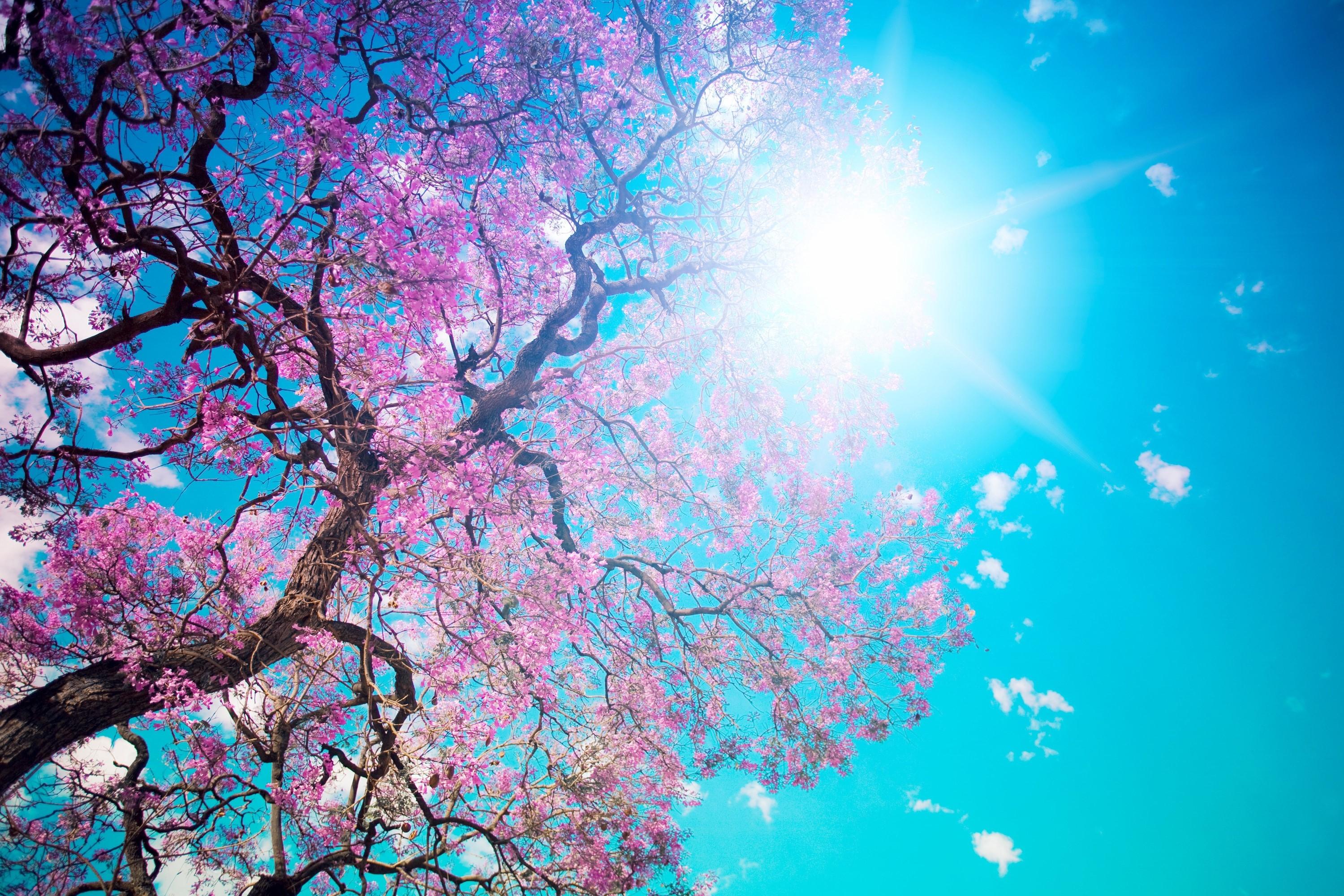 3000x2000 Tree, Sun, Blue, Lilac, Krone, Spring, Flowering, From below, Light wallpaper. Mocah HD Wallpaper