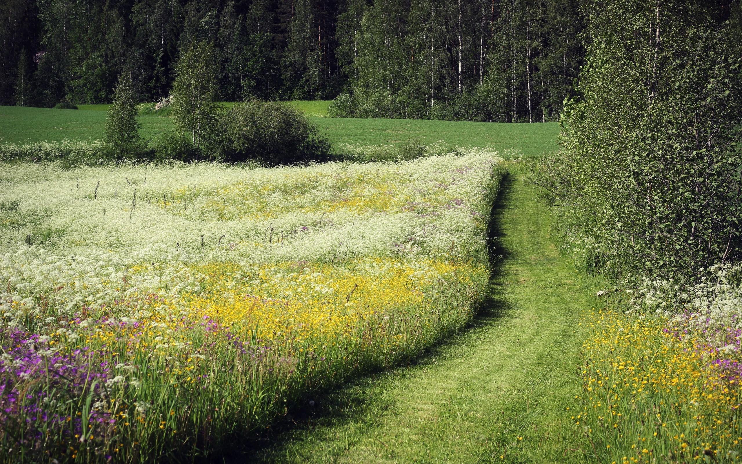 2560x1600 Field, Herbs, Flowers, Summer, Trees, Path, June wallpaper. Mocah HD Wallpaper