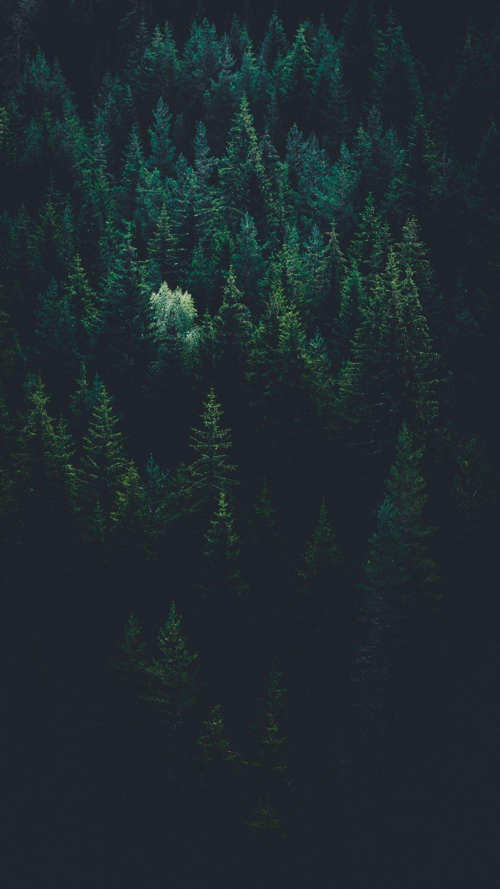 1000x1778 Night Forest Picture. Download Free Image