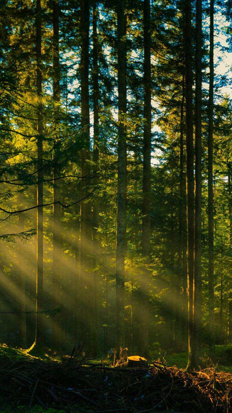 750x1334 Free download Forest desktop wallpaper 4K Ultra HD [2560x1600] for your Desktop, Mobile & Tablet. Explore Forest Desktop Background. Forest Wallpaper Hd, Forest Desktop Wallpaper, Rainforest Wallpaper