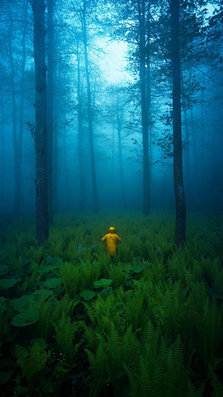720x1280 Dark Forest HD Wallpaper for Android