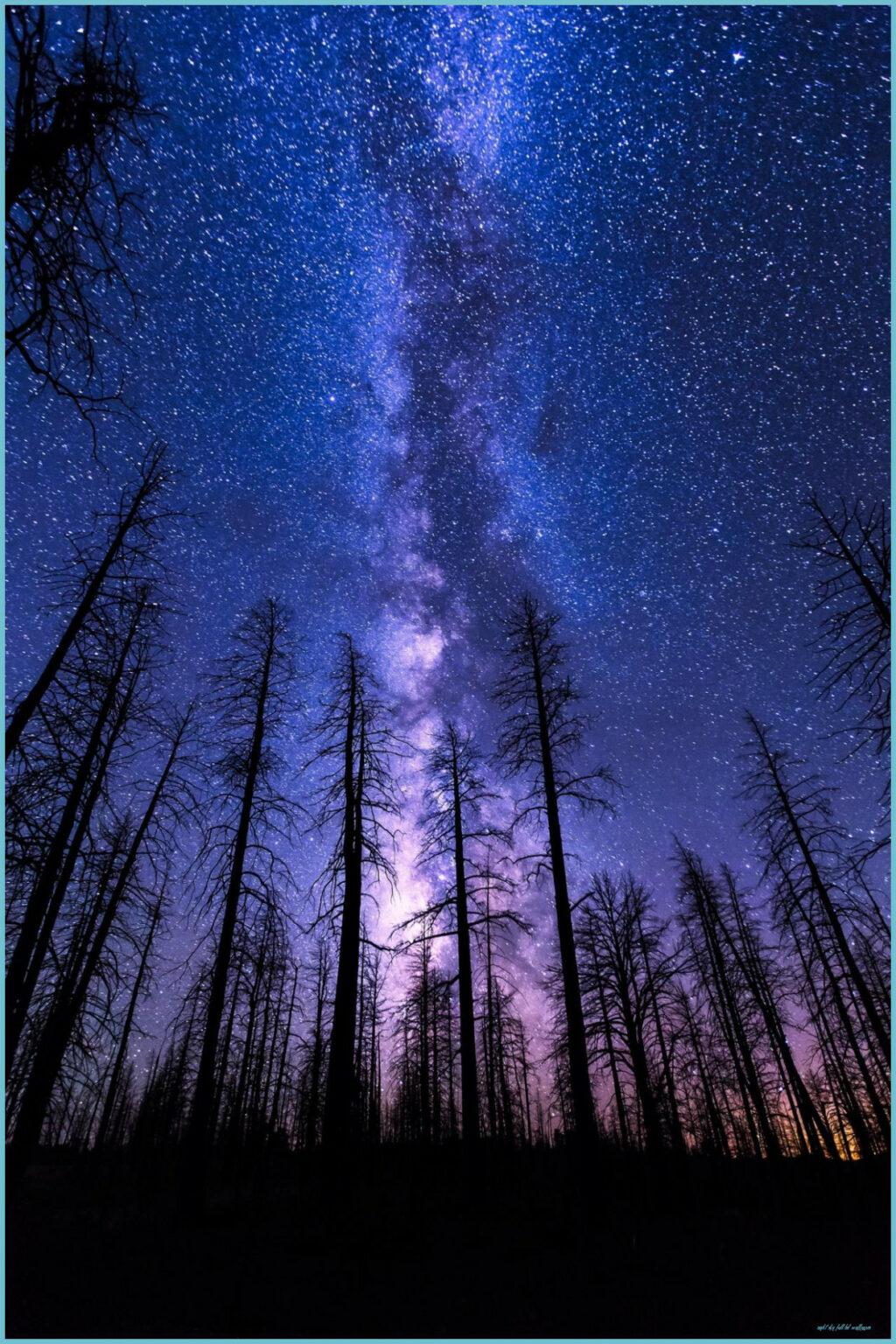 1024x1536 Mobile HD Wallpaper NIGHT SKY START FOREST MILKYWAY VIOLET Sky Full HD Wallpaper