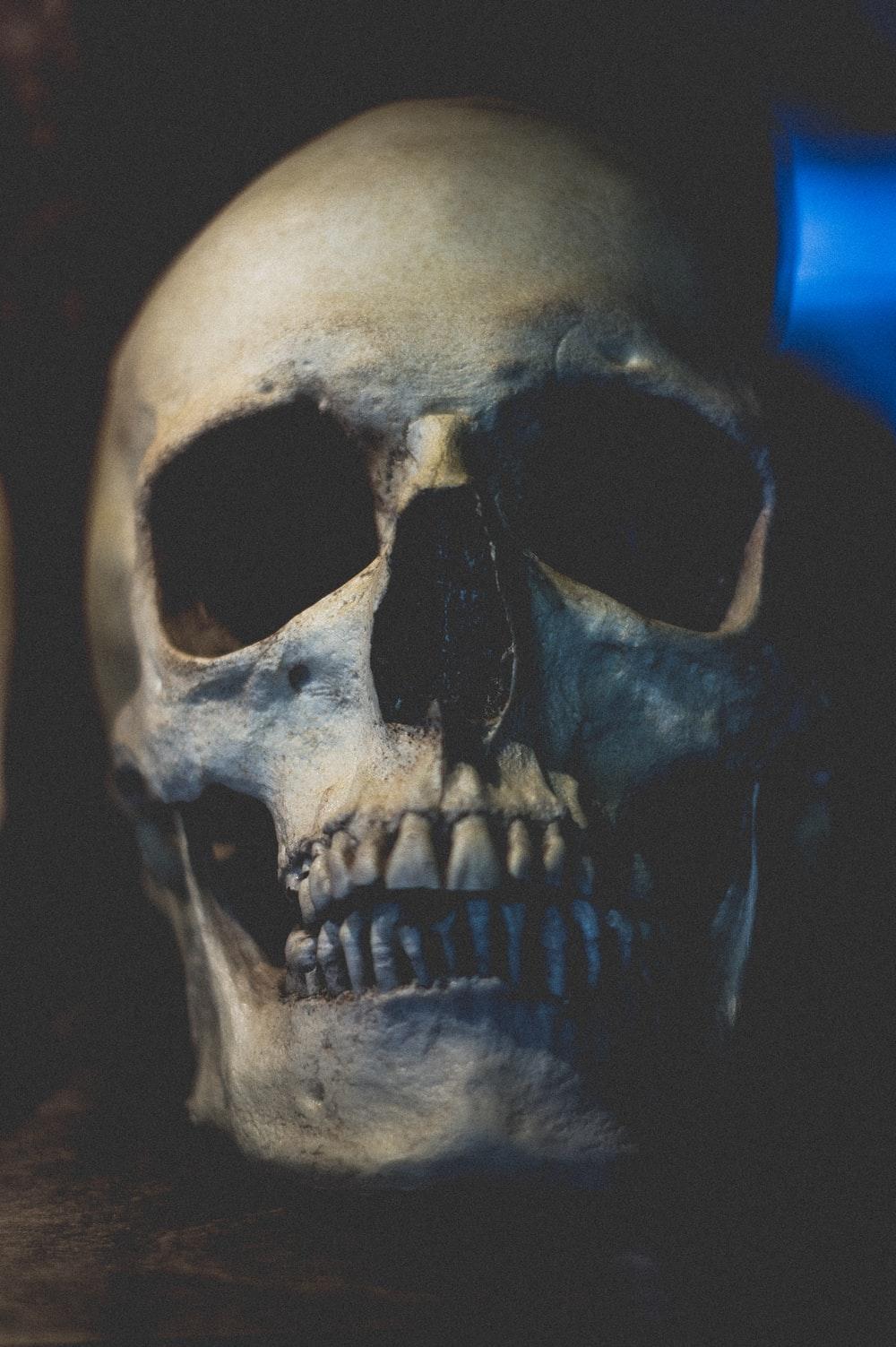 1000x1503 Skull Picture. Download Free Image