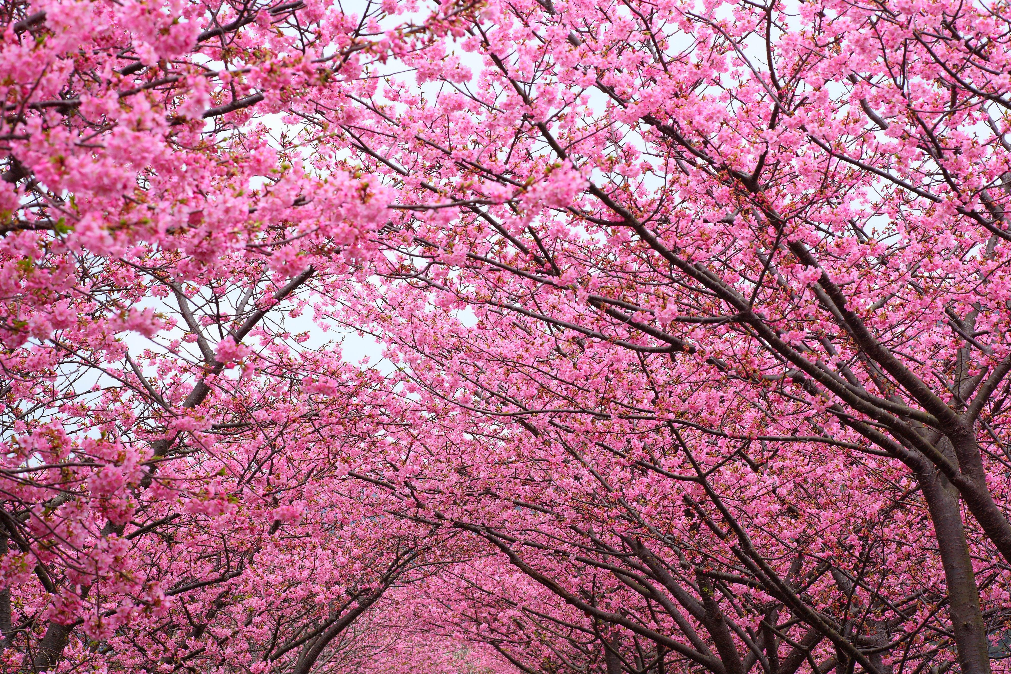 4000x2667 Cherry Blossom Trees Wallpaper 4k