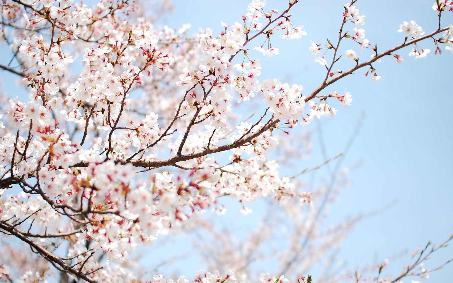 1920x1200 Sakura Flowers Wallpaper