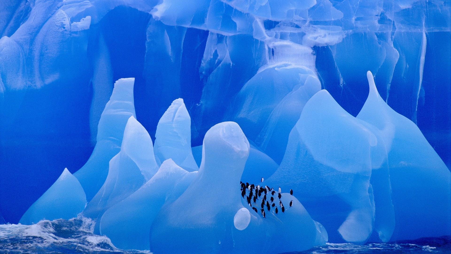 1920x1080 icebergs antarctica chinstrap penguins birds 1920x1080 wallpaper High Quality Wallpaper, High Definition Wallpaper