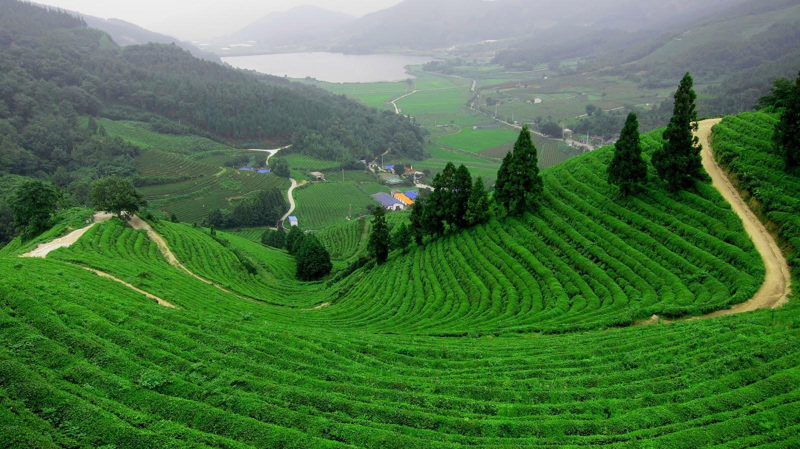 1600x898 Petite Soumiselylye: Wallpaper Tea Garden