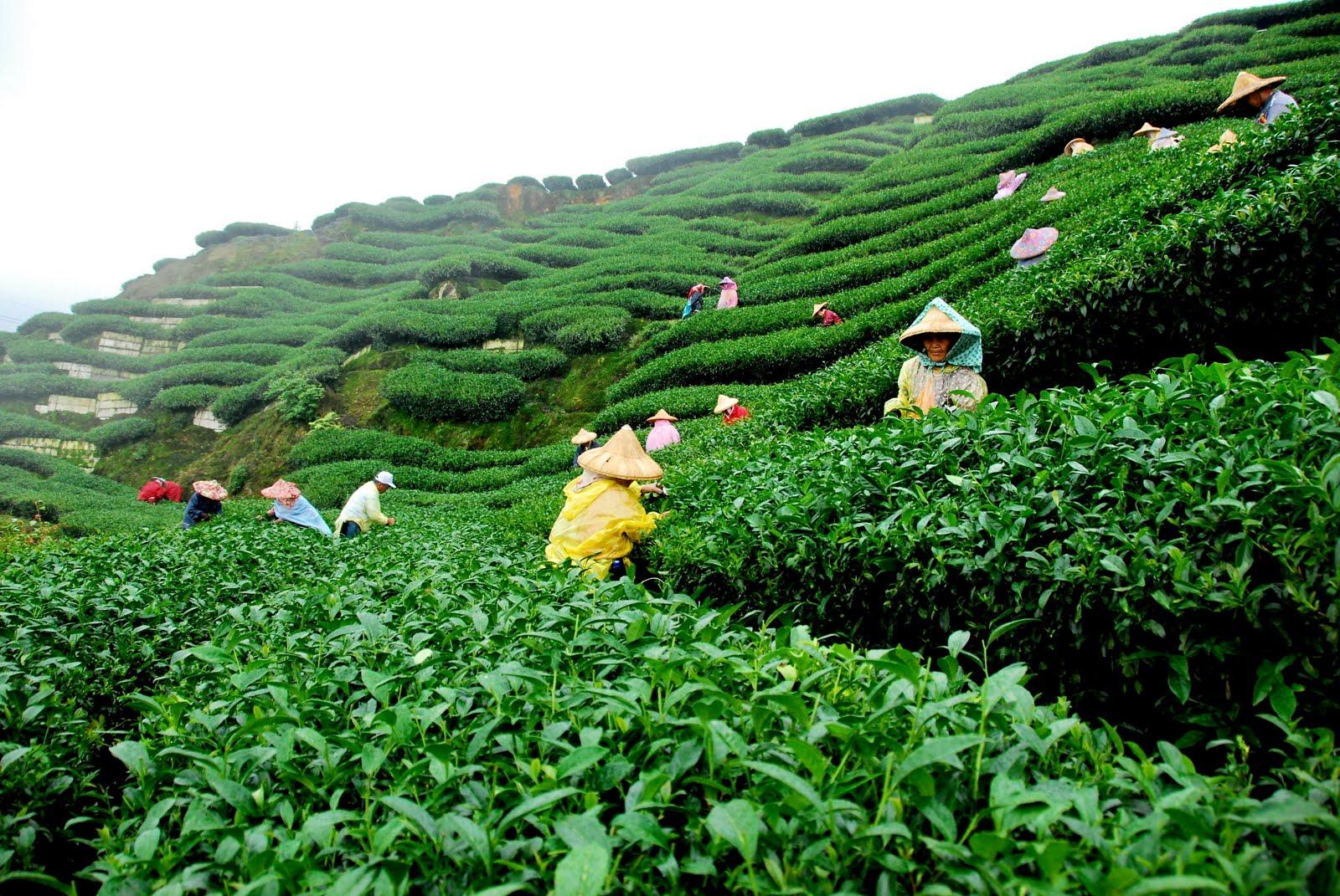 1600x1071 Petite Soumiselylye: Wallpaper Tea Garden