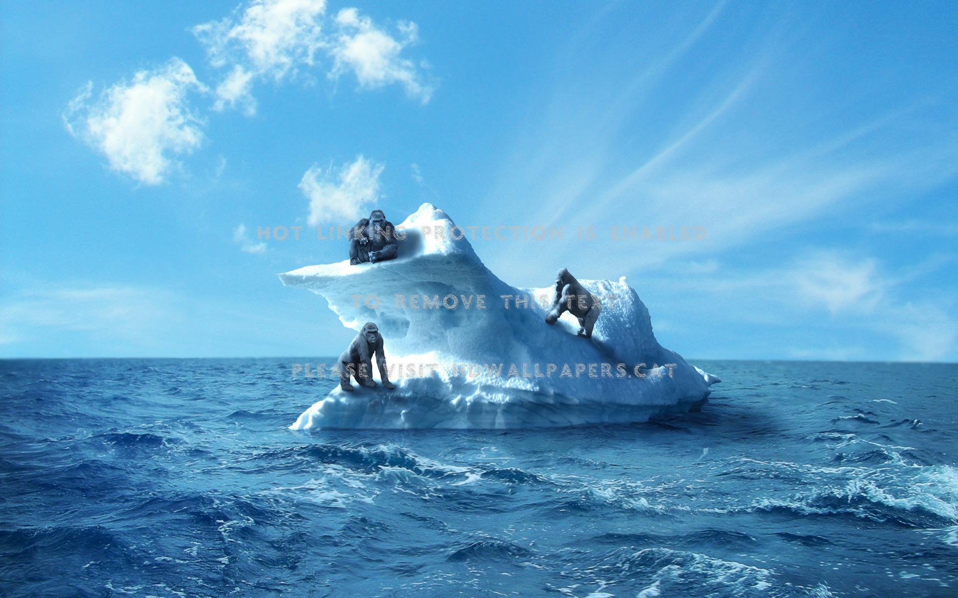 1920x1200 gorillas on ice apes primates animals