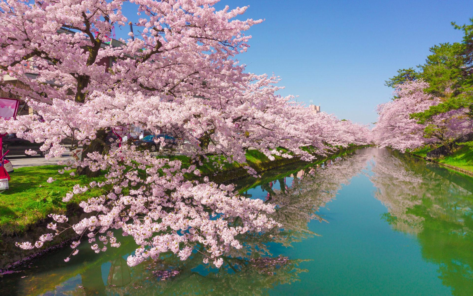 1920x1200 Cherry Tree Rose Flowers Green River Kawazu Town In Japan Shizuoka Desktop Wallpaper HD For Mobile Phones And Laptops HD 2560x1600 :
