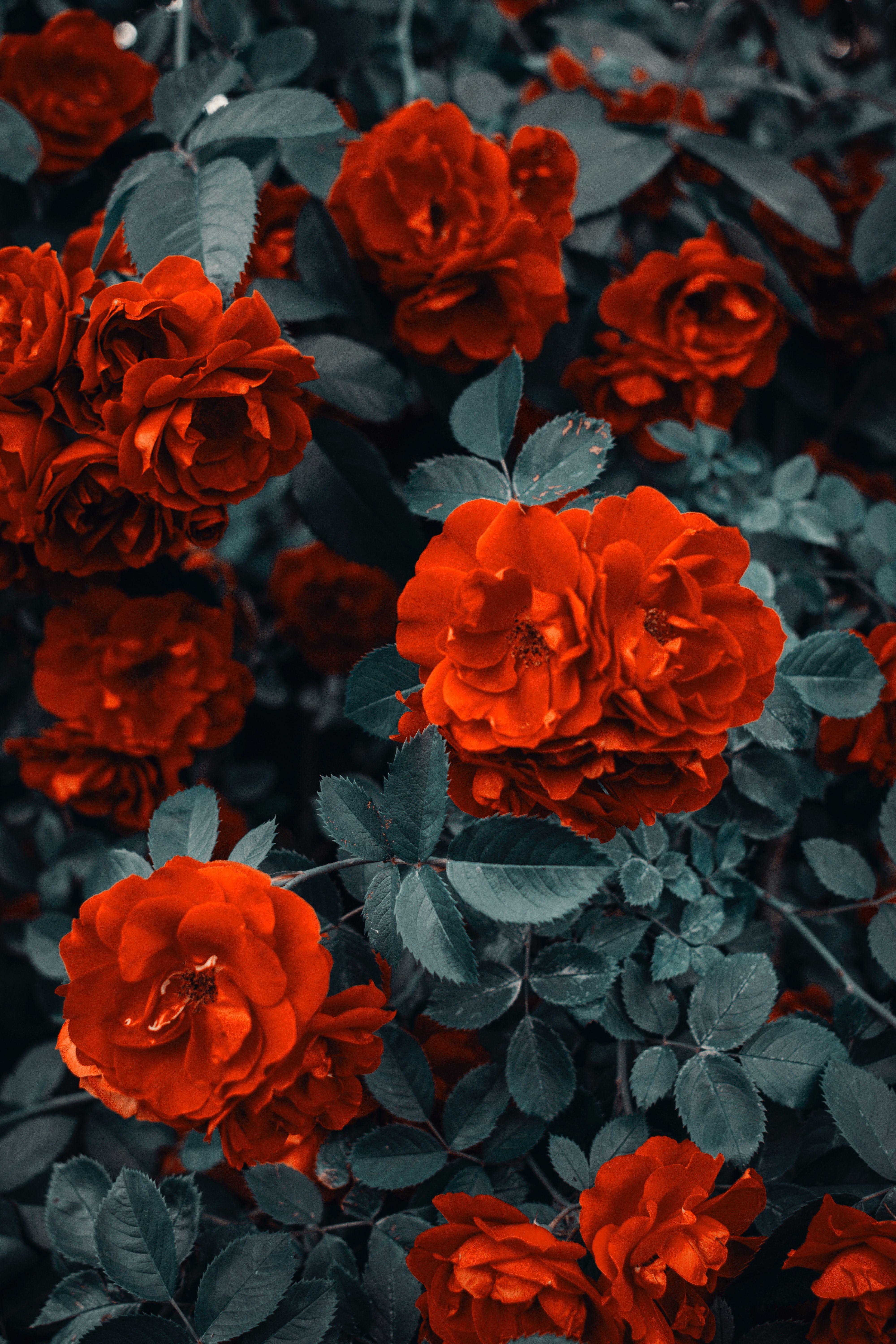 4000x6000 Color. Flower image, Red roses, Aesthetic wallpaper