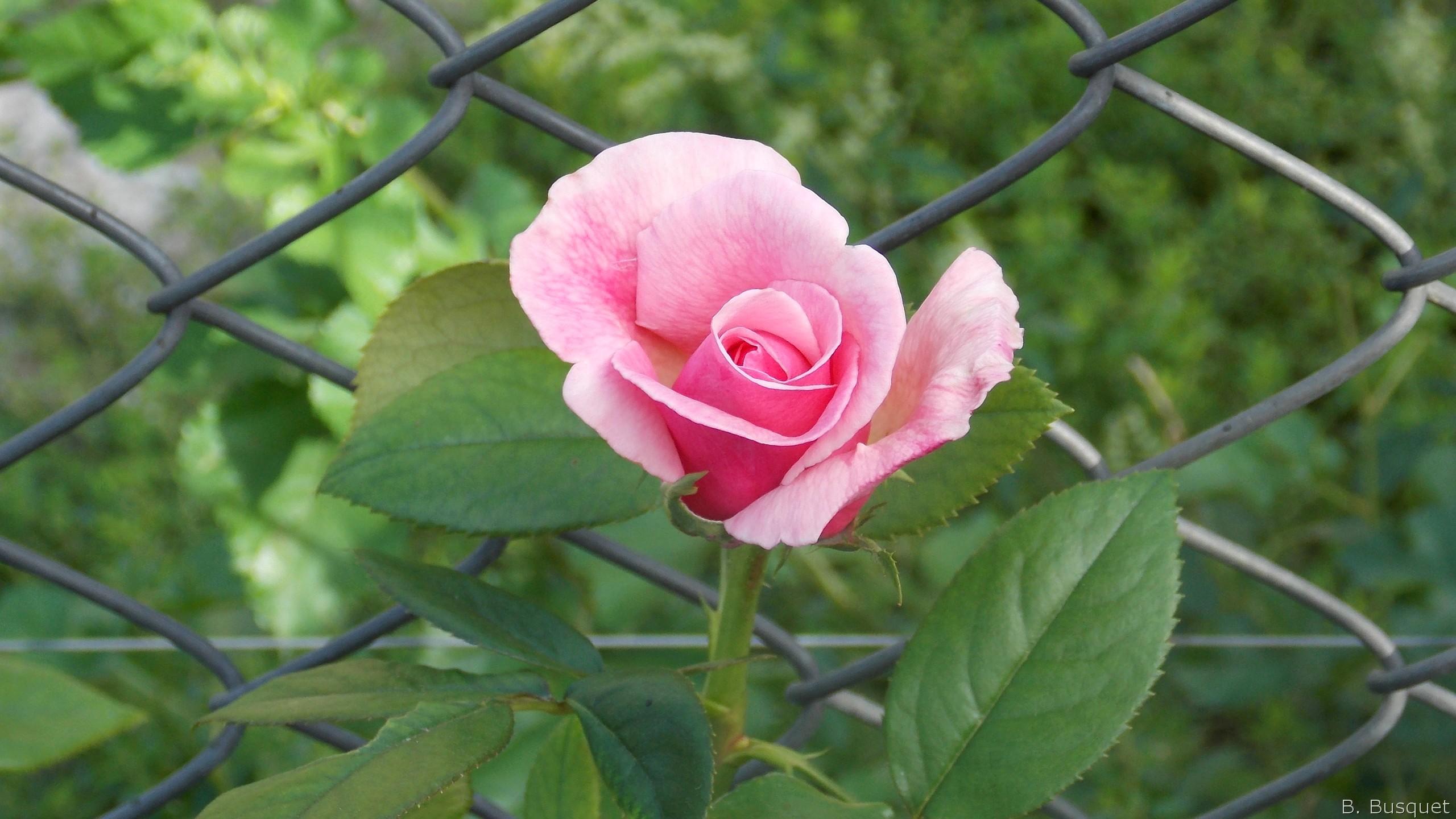 2560x1440 Beautiful Roses wallpaper HD Wallpaper