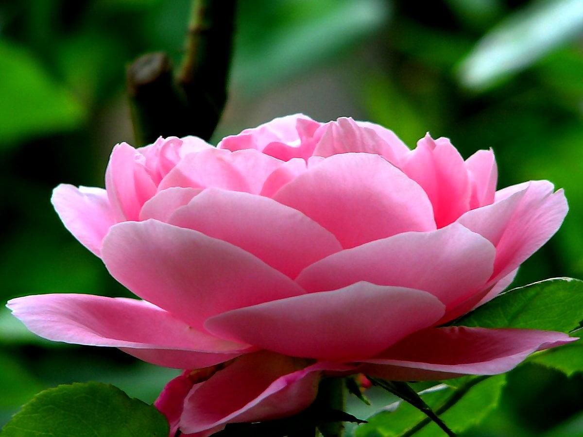 1200x900 Japanese camellia wallpaper HD. Download Free background