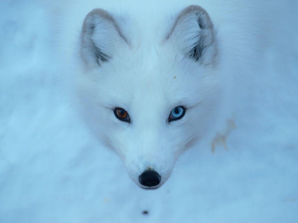 1024x768 Arctic Fox. North american wildlife, Different colored eyes, Arctic fox