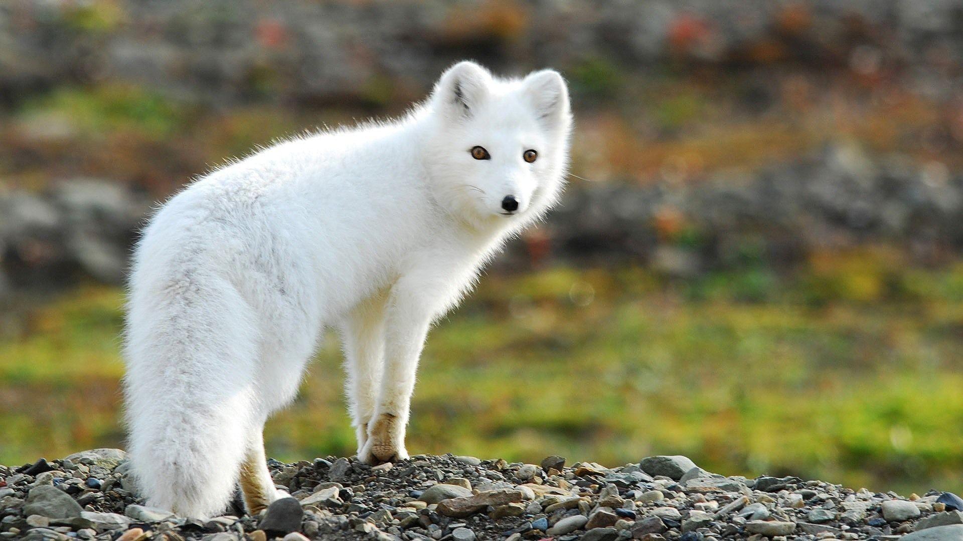 1920x1080 Arctic Fox Wallpaper (best Arctic Fox Wallpaper and image) on WallpaperChat