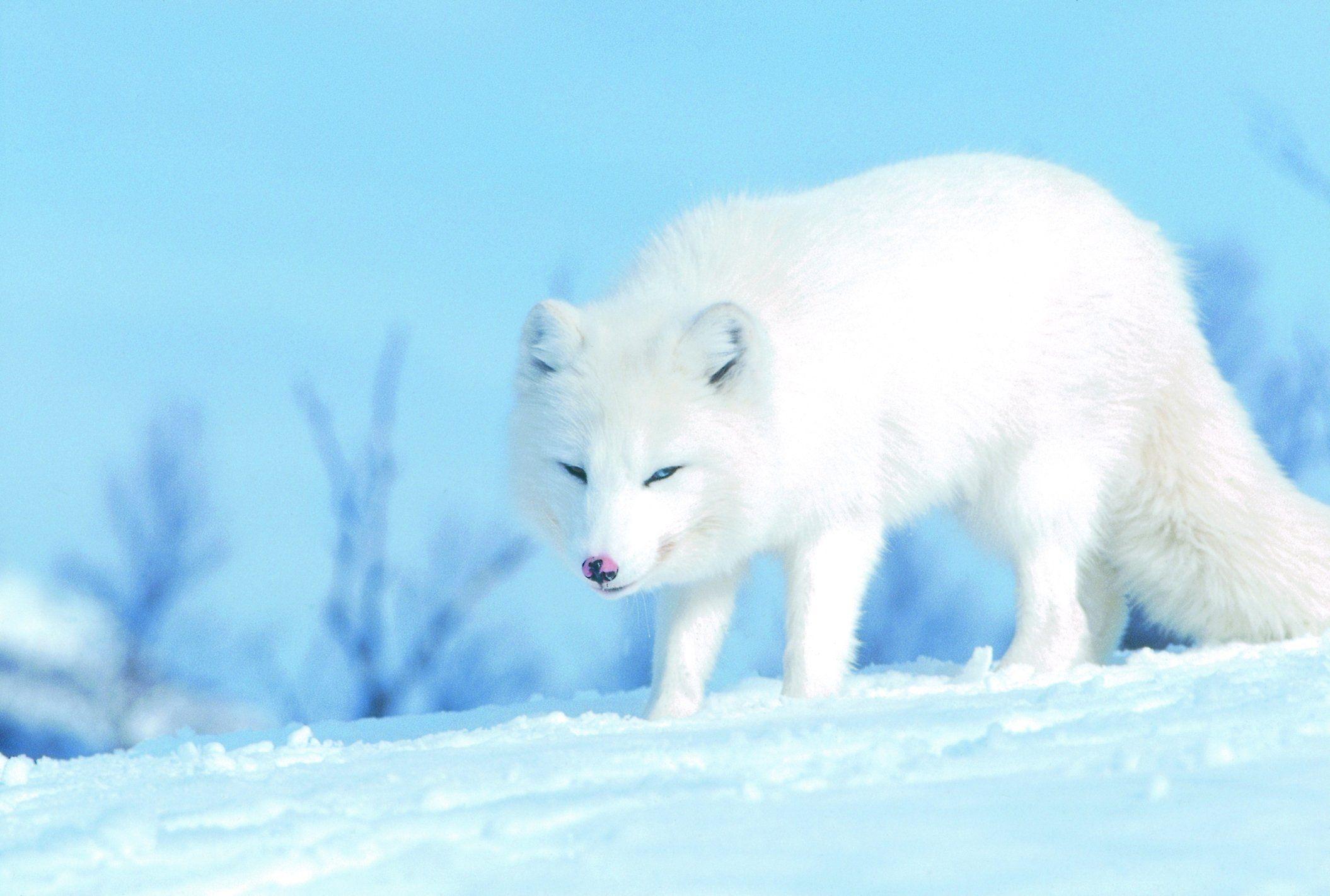 2110x1422 White Fox FREE Picture