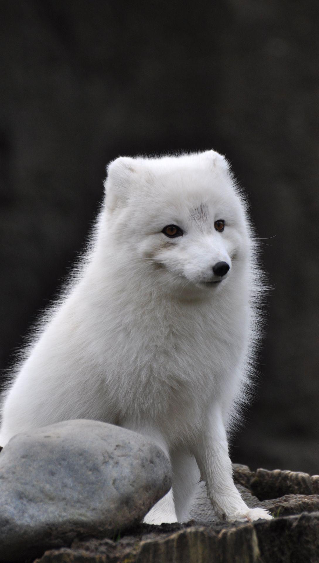 1089x1920 White Fox FREE Picture
