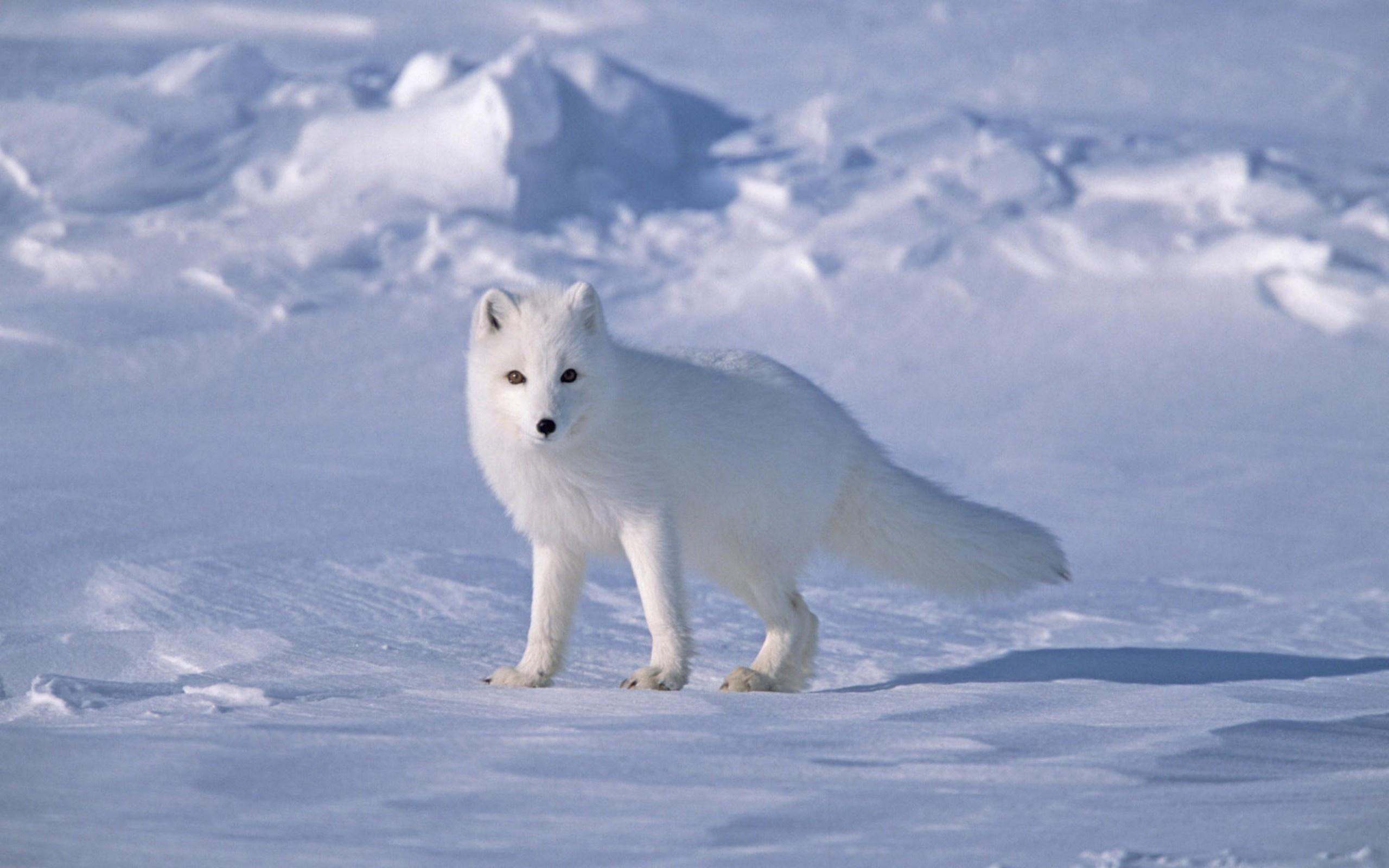 2560x1600 White Fox Wallpaper