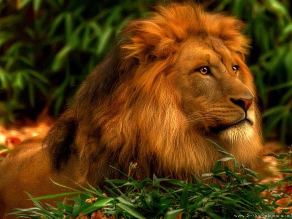 1152x864 Abstract Lion Wallpaper HD HD Image New Desktop Background