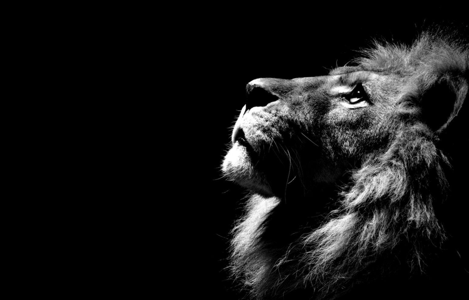 1545x987 Lion Desktop Wallpaper, HD Lion Desktop Background