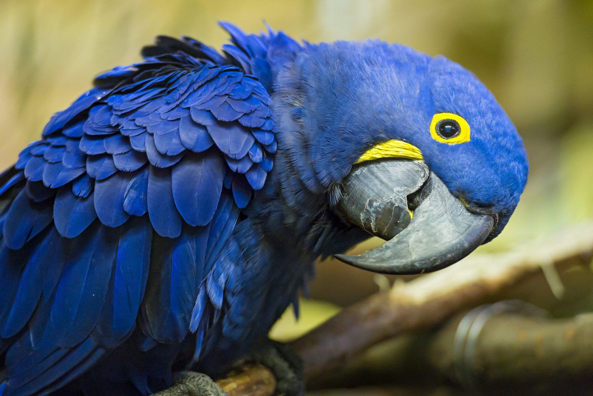 Hyacinth Macaw Wallpapers - Top Free Hyacinth Macaw Backgrounds -  WallpaperAccess