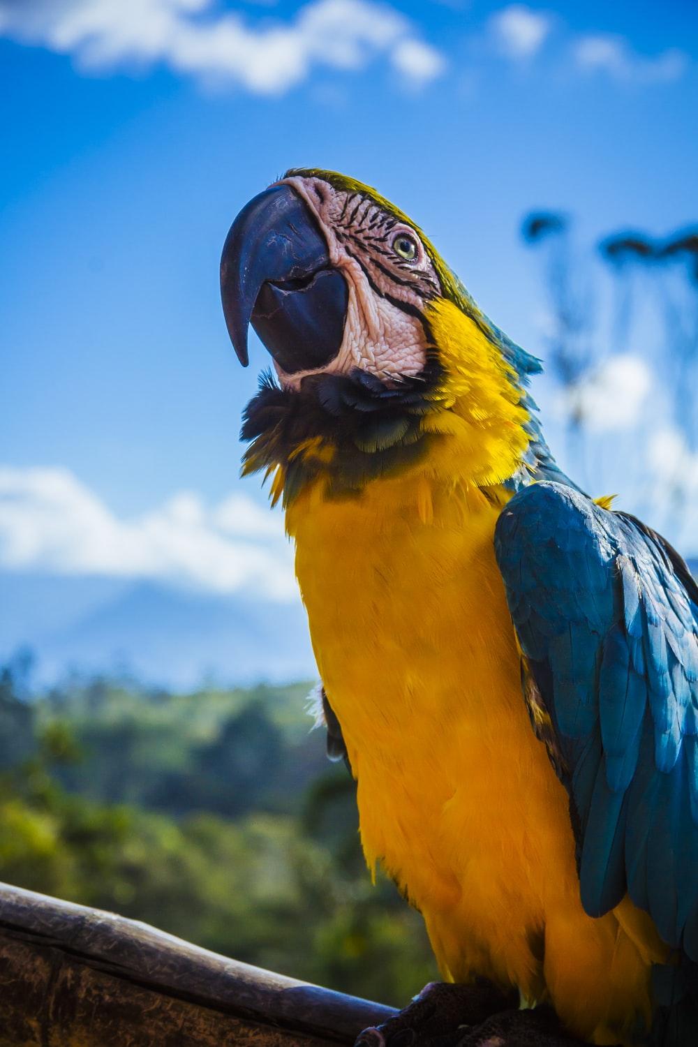 1000x1500 Macaw Picture [HD]. Download Free Image
