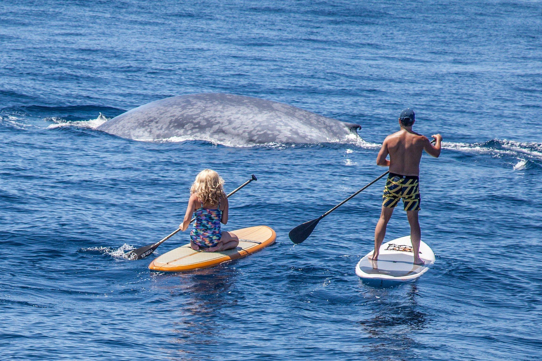 2303x1535 Paddle Boarding Wallpaper