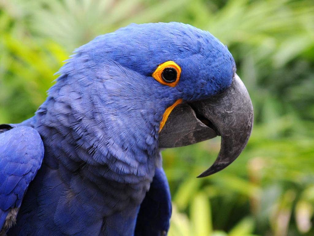 1024x768 Hyacinth Macaw Wallpaper