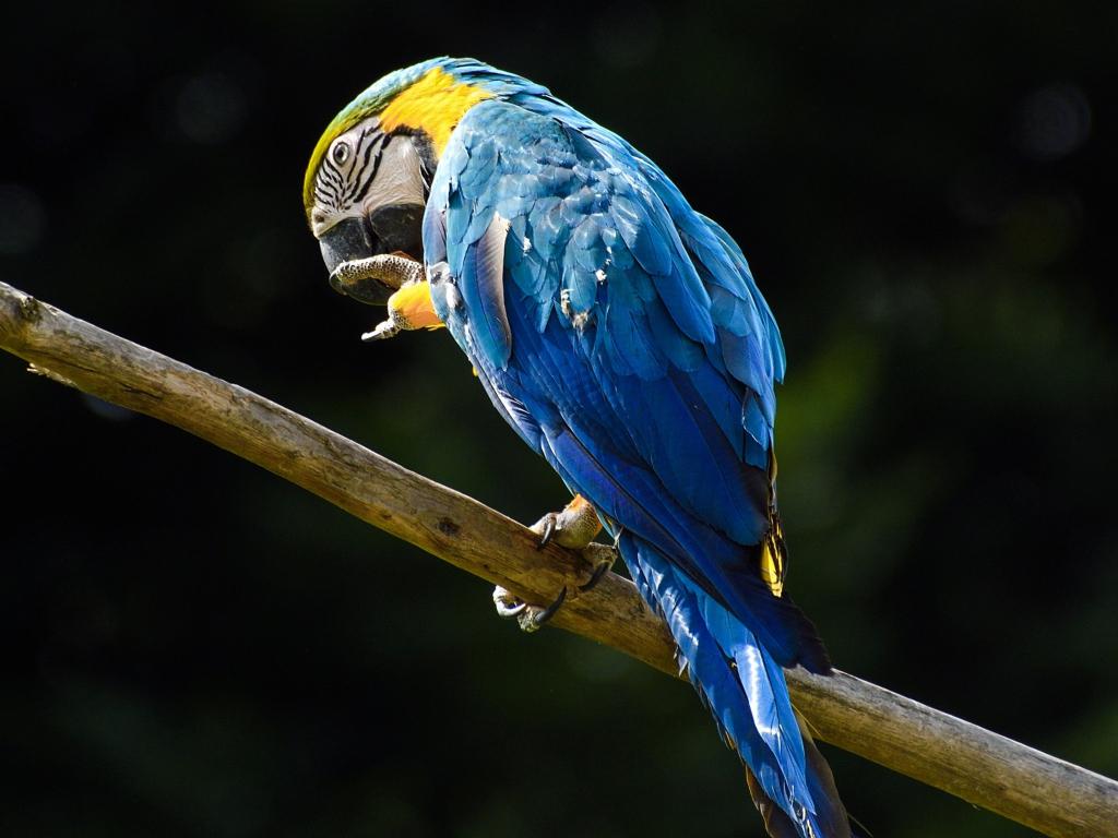 Blue Macaw Wallpapers Top Free Blue Macaw Backgrounds WallpaperAccess
