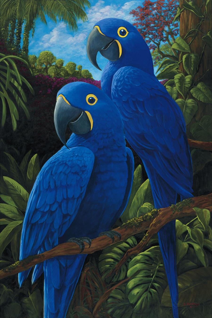 900x1349 Hyacinth Macaw Beautiful Birds