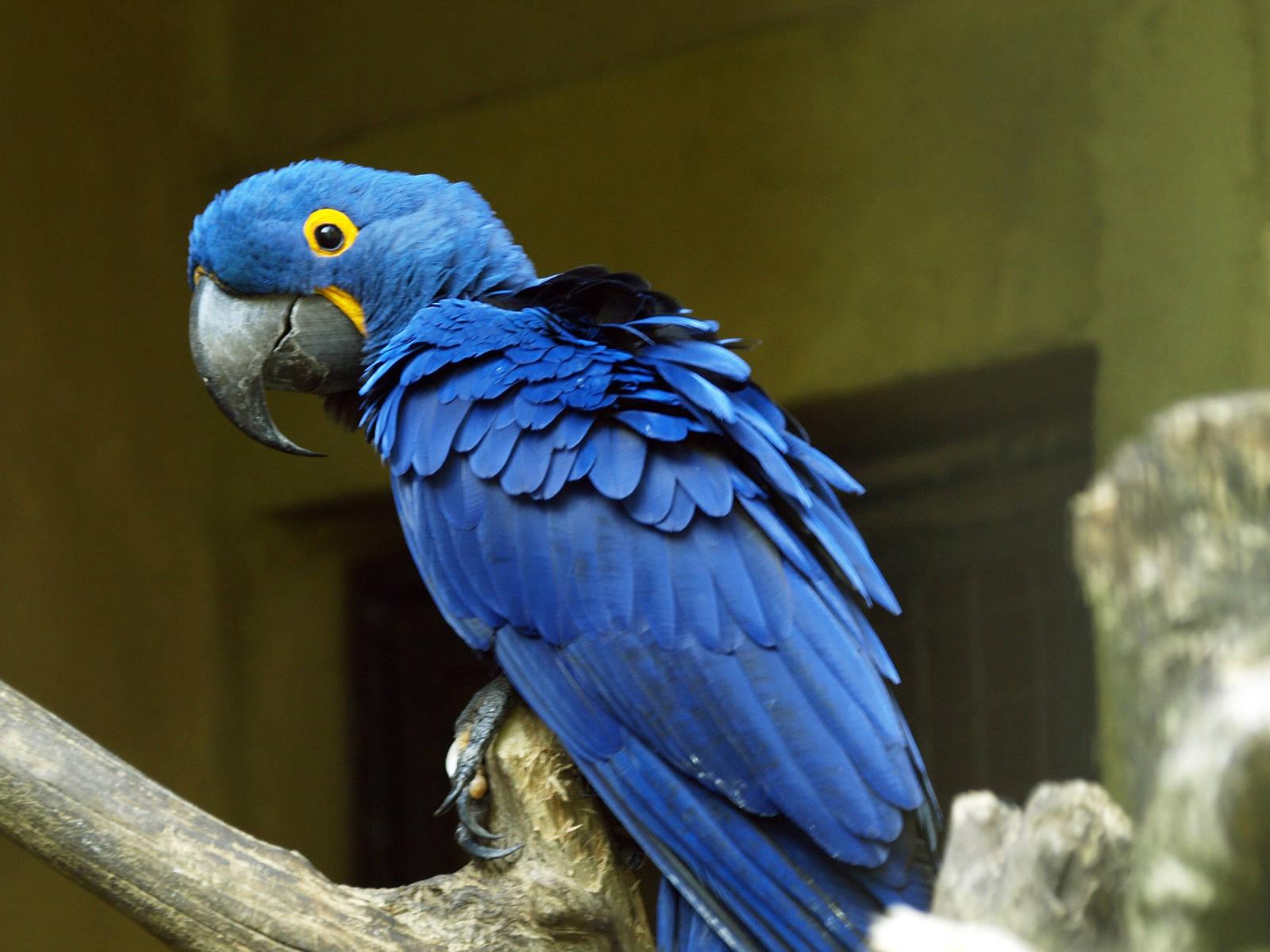 1600x1200 Hyacinth macaw wallpaperx1200