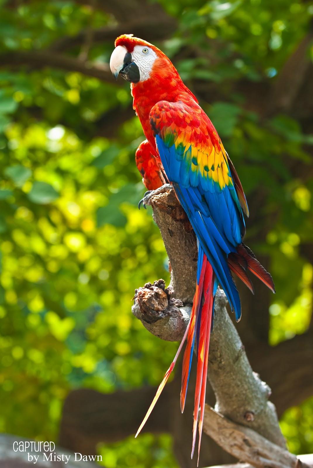 Scarlet Macaw Wallpapers - Top Free Scarlet Macaw Backgrounds -  WallpaperAccess