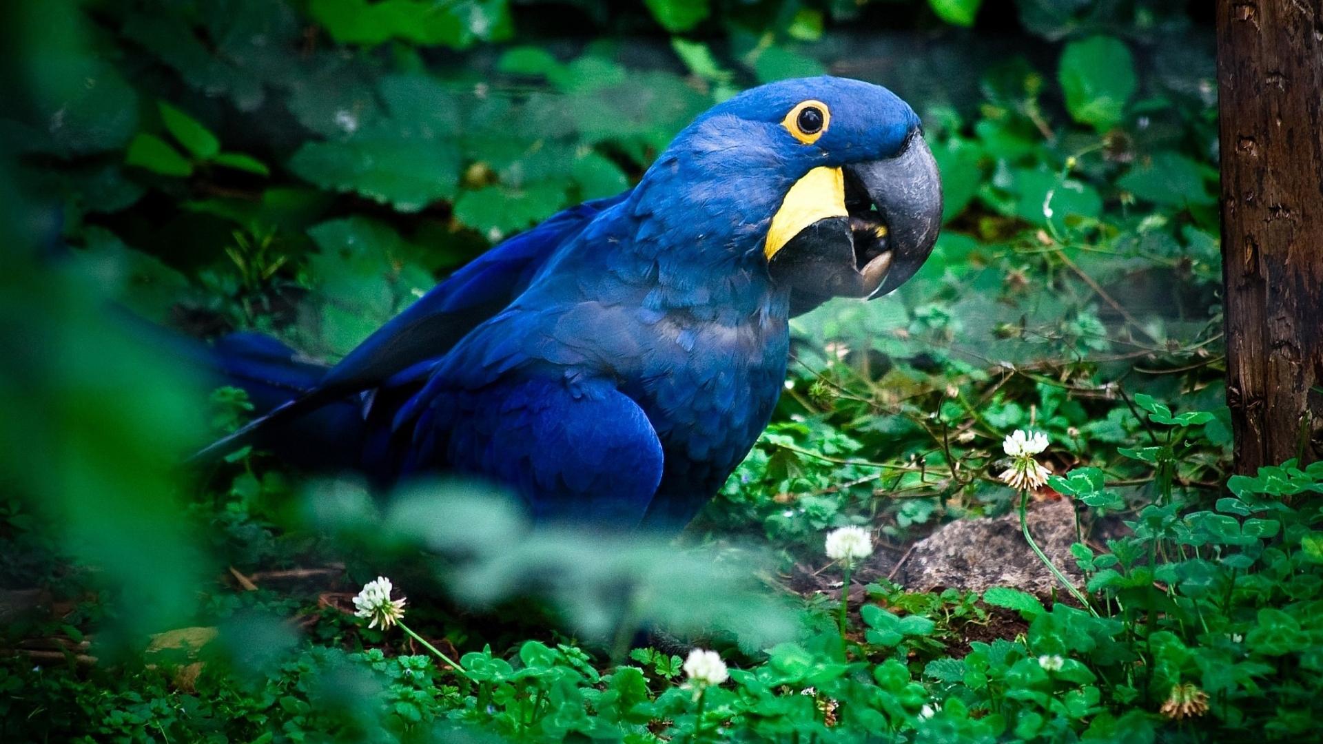 1920x1080 Hyacinth Macaw HD Wallpaper