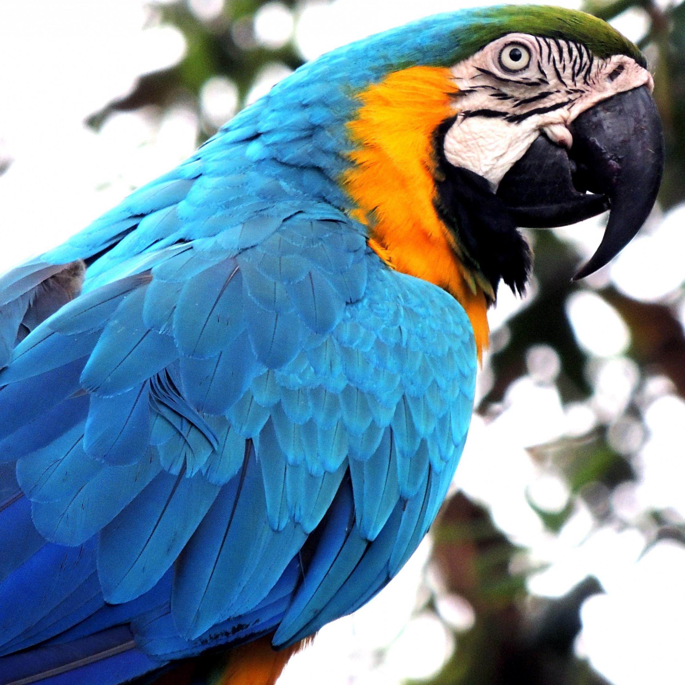 2224x2224 Download wallpaper: Blue macaw 2224x2224
