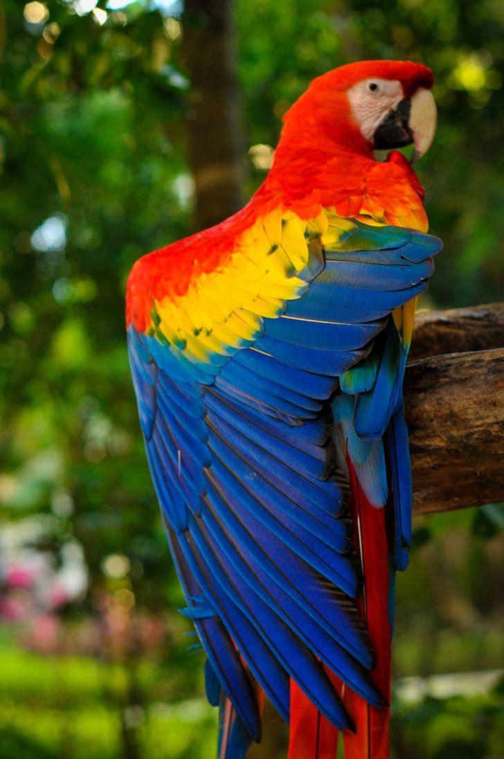 728x1096 macaw, Macaw wallpaper, Macaw parrot