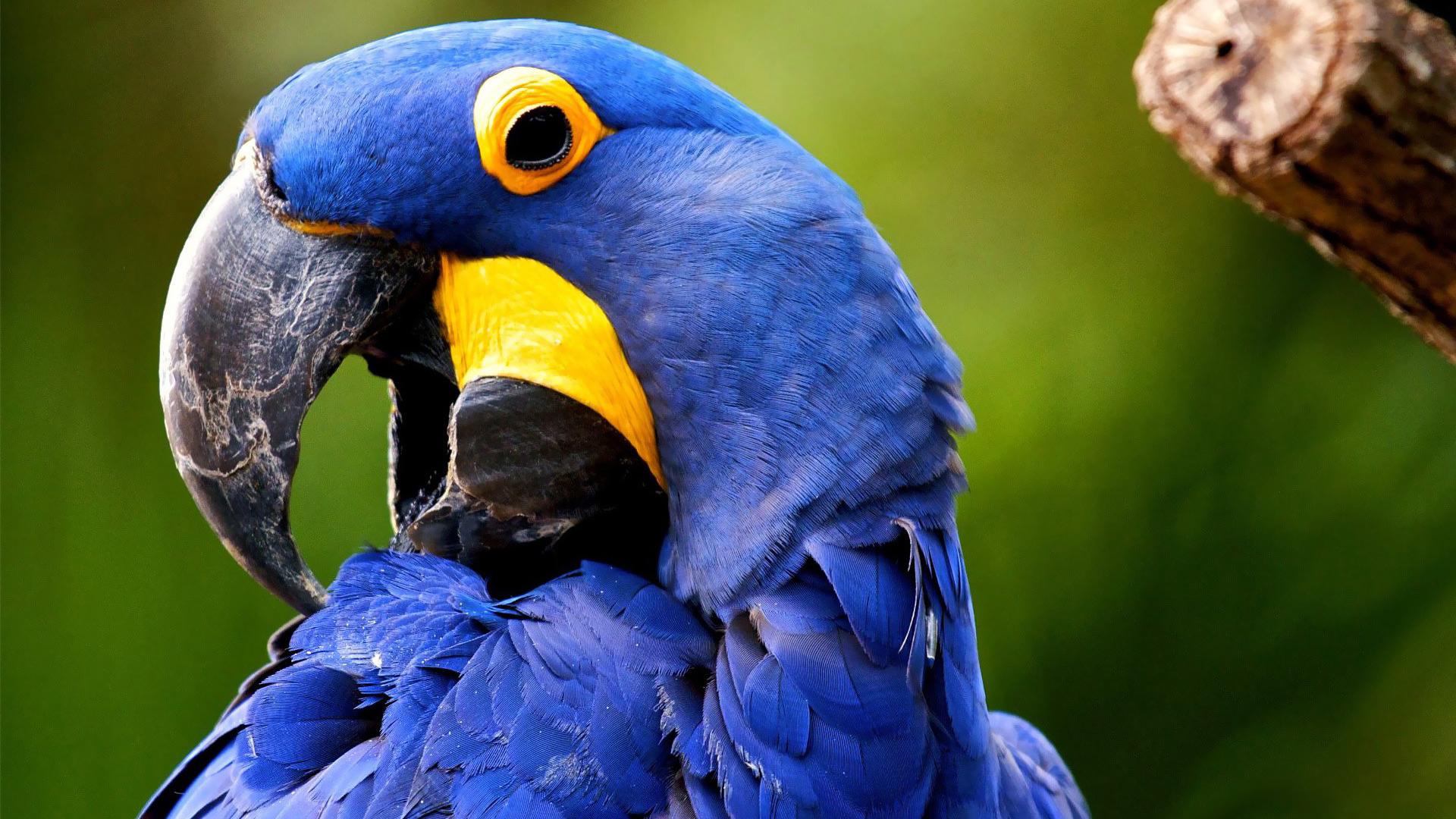 1920x1080 Free download hyacinth macaw HD wallpaper [1920x1080] for your Desktop, Mobile & Tablet. Explore Hyacinth Macaw Wallpaper. Hyacinth Macaw Wallpaper, Macaw Wallpaper, Hyacinth Wallpaper