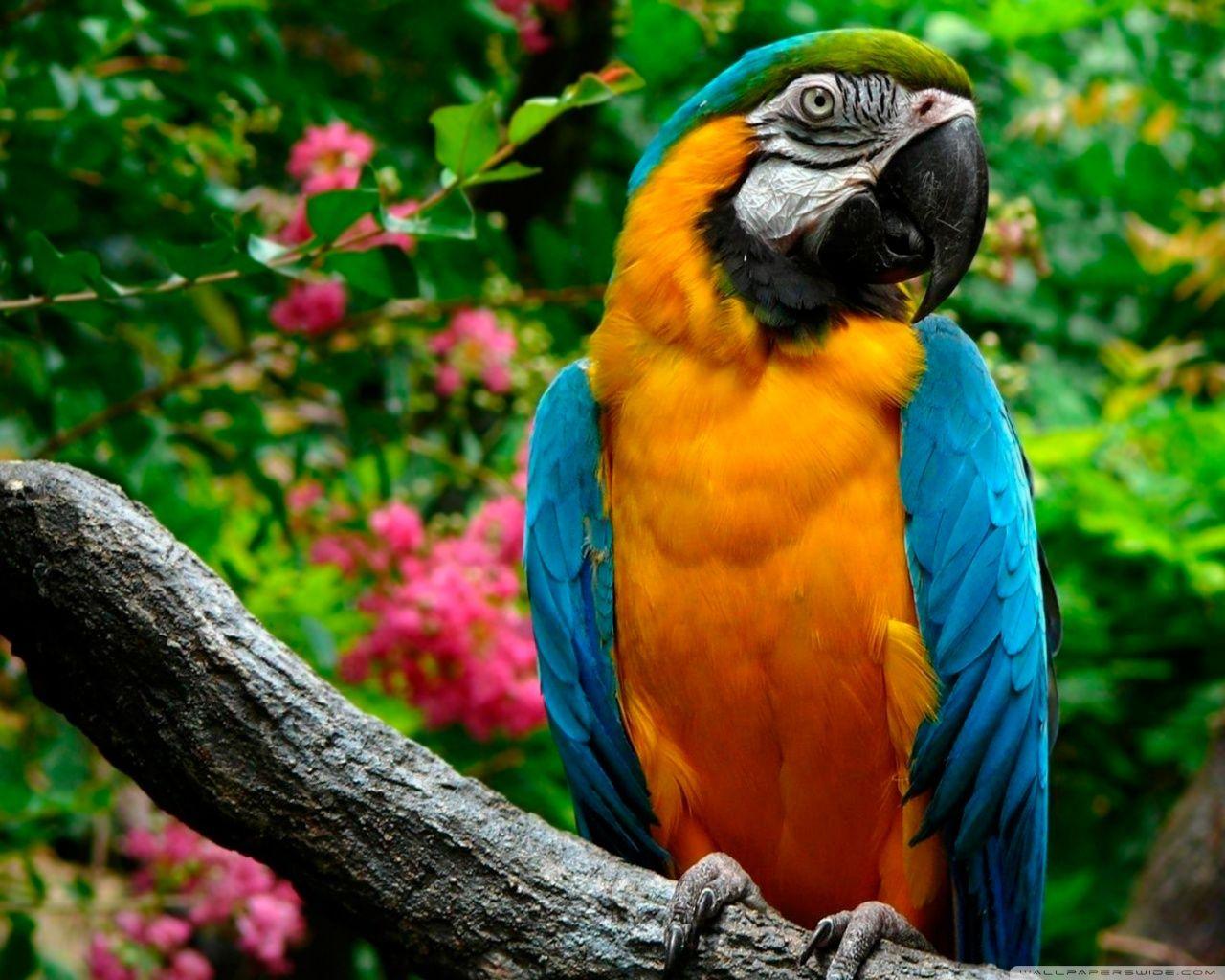 Blue Macaw Wallpapers Top Free Blue Macaw Backgrounds WallpaperAccess