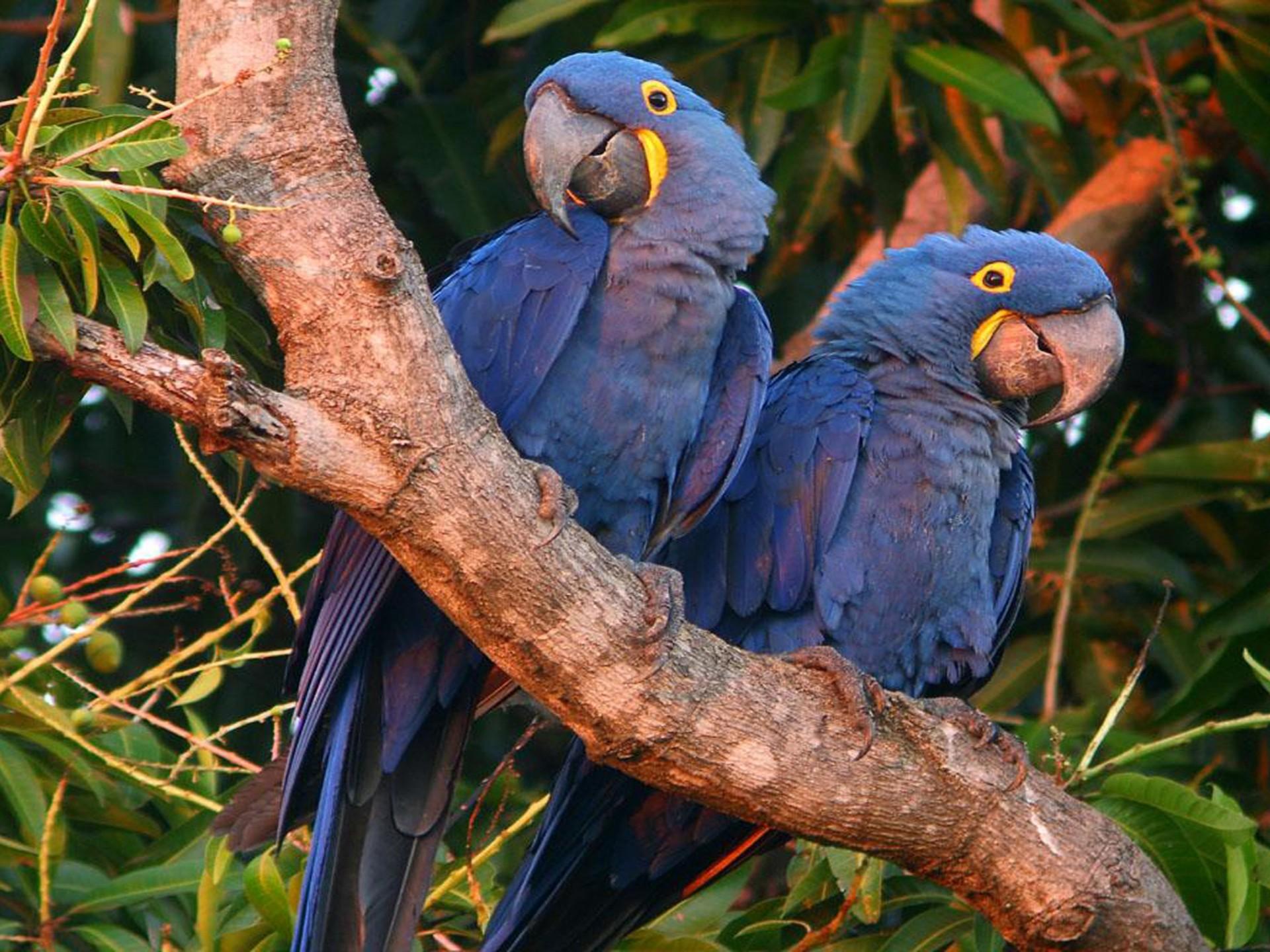 1920x1440 Hyacinth Macaw Wallpaper Native To Central And South America East :