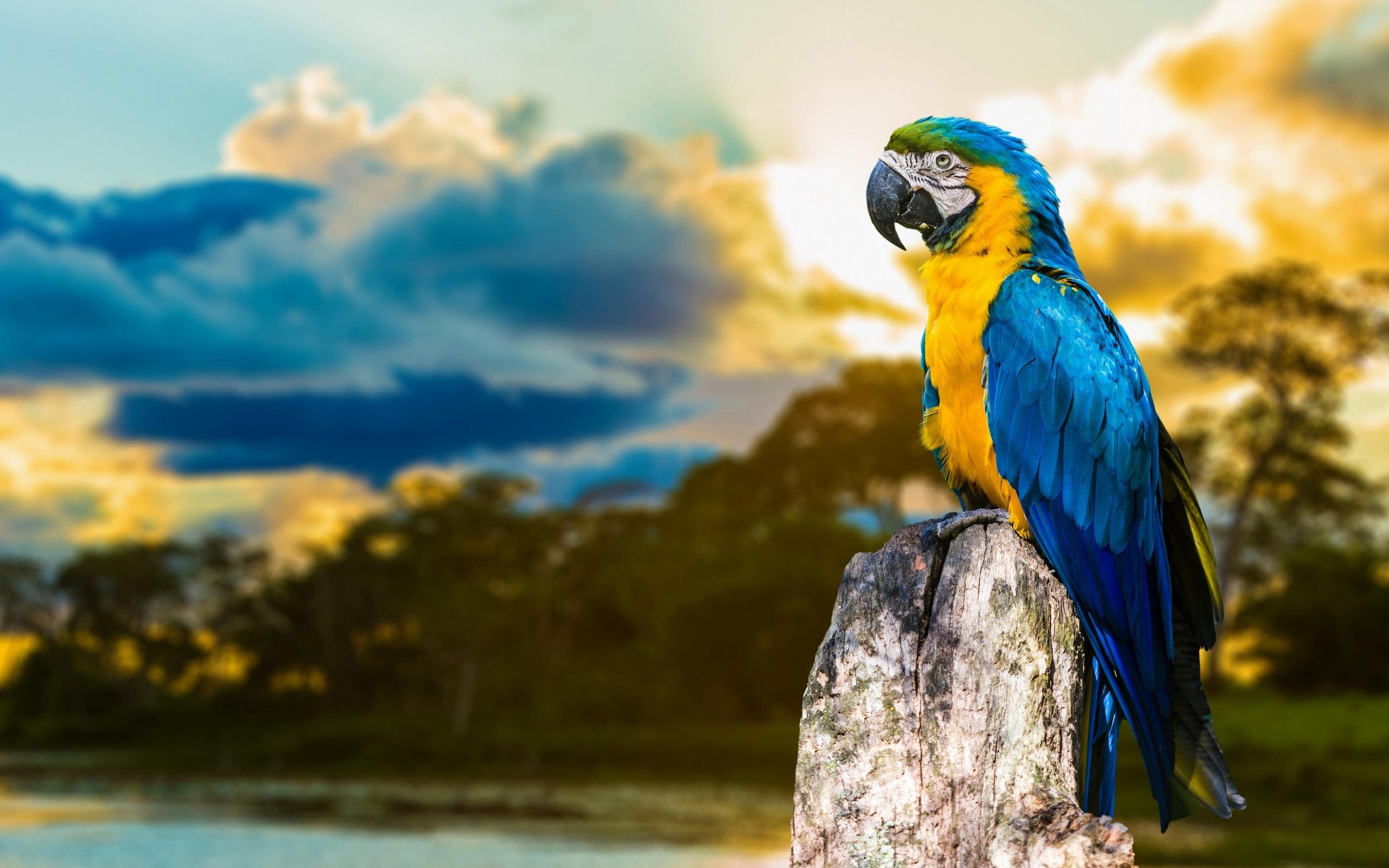 2560x1600 Blue And Yellow Macaw HD Wallpaper