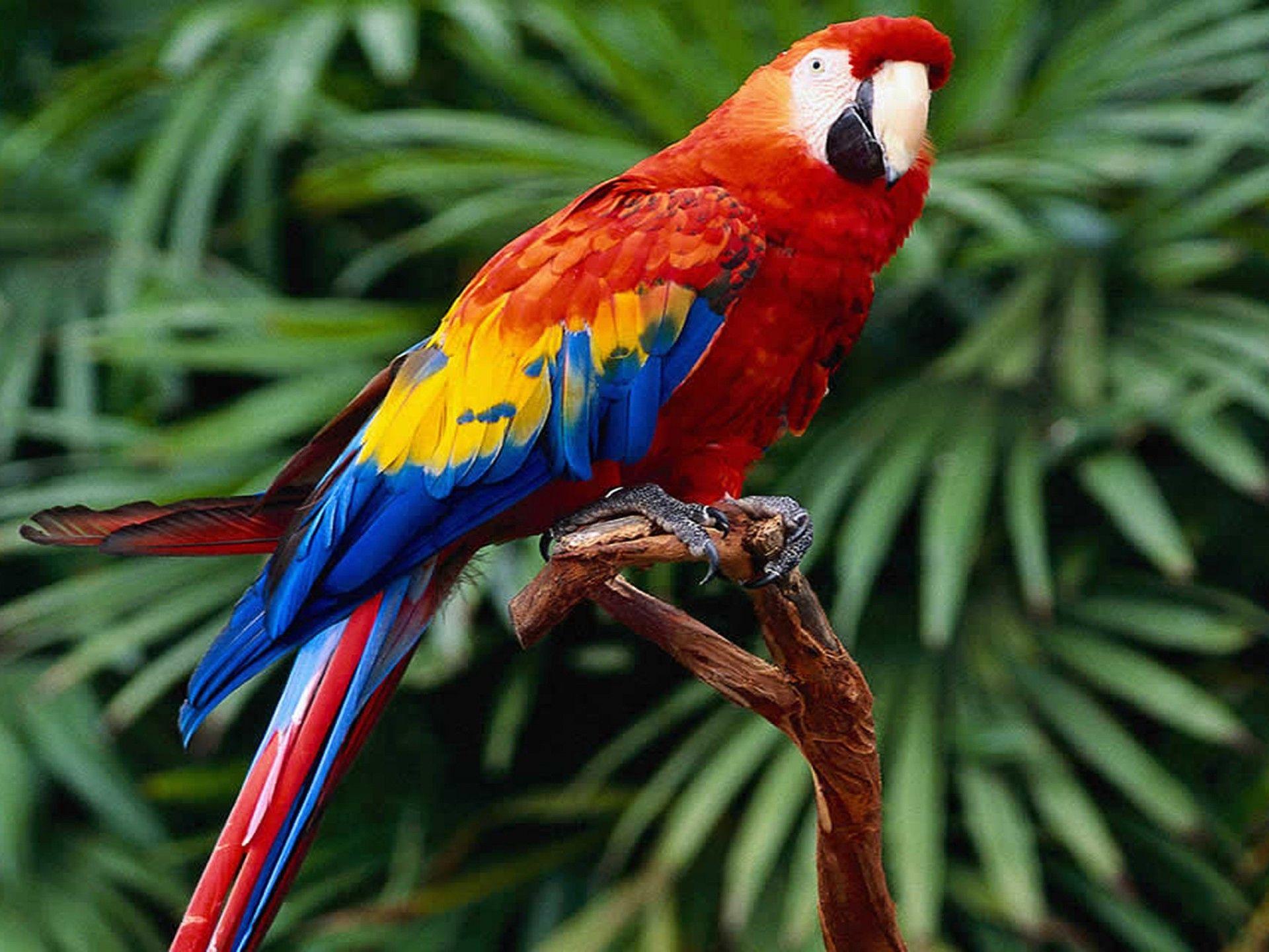 1920x1440 Scarlet Macaw Wallpaper
