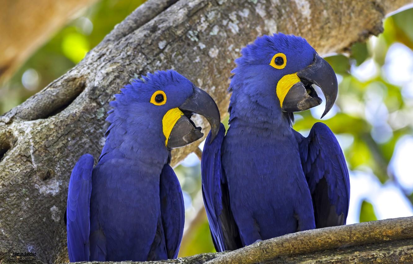 1332x850 Wallpaper birds, tree, parrots, a couple, Hyacinth macaw image for desktop, section животные