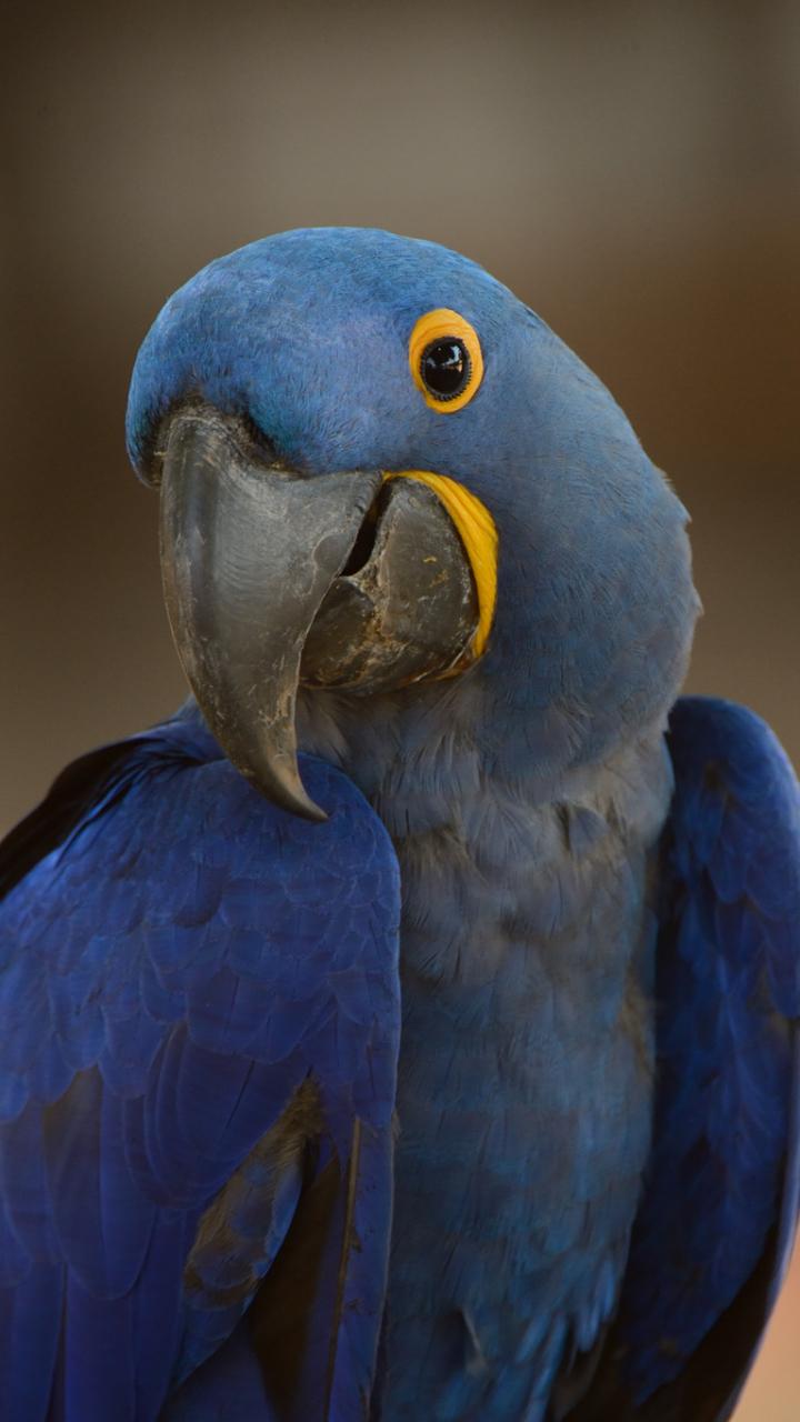 Blue Macaw Wallpapers Top Free Blue Macaw Backgrounds WallpaperAccess