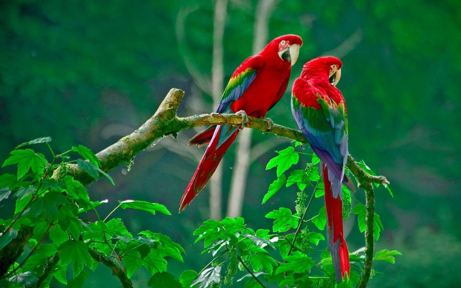 1920x1200 Scarlet Macaw Wallpaper