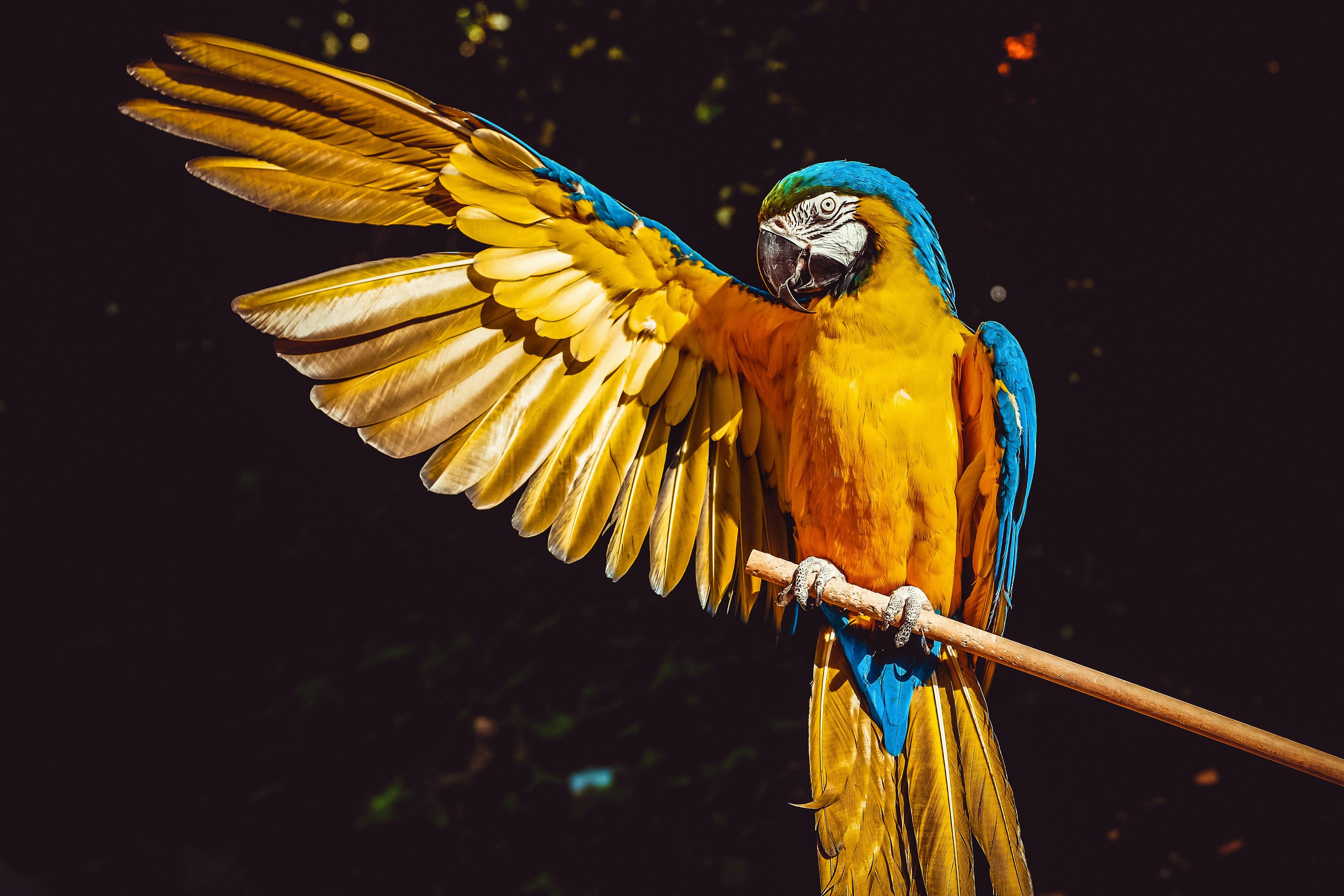 Blue Macaw Wallpapers Top Free Blue Macaw Backgrounds WallpaperAccess