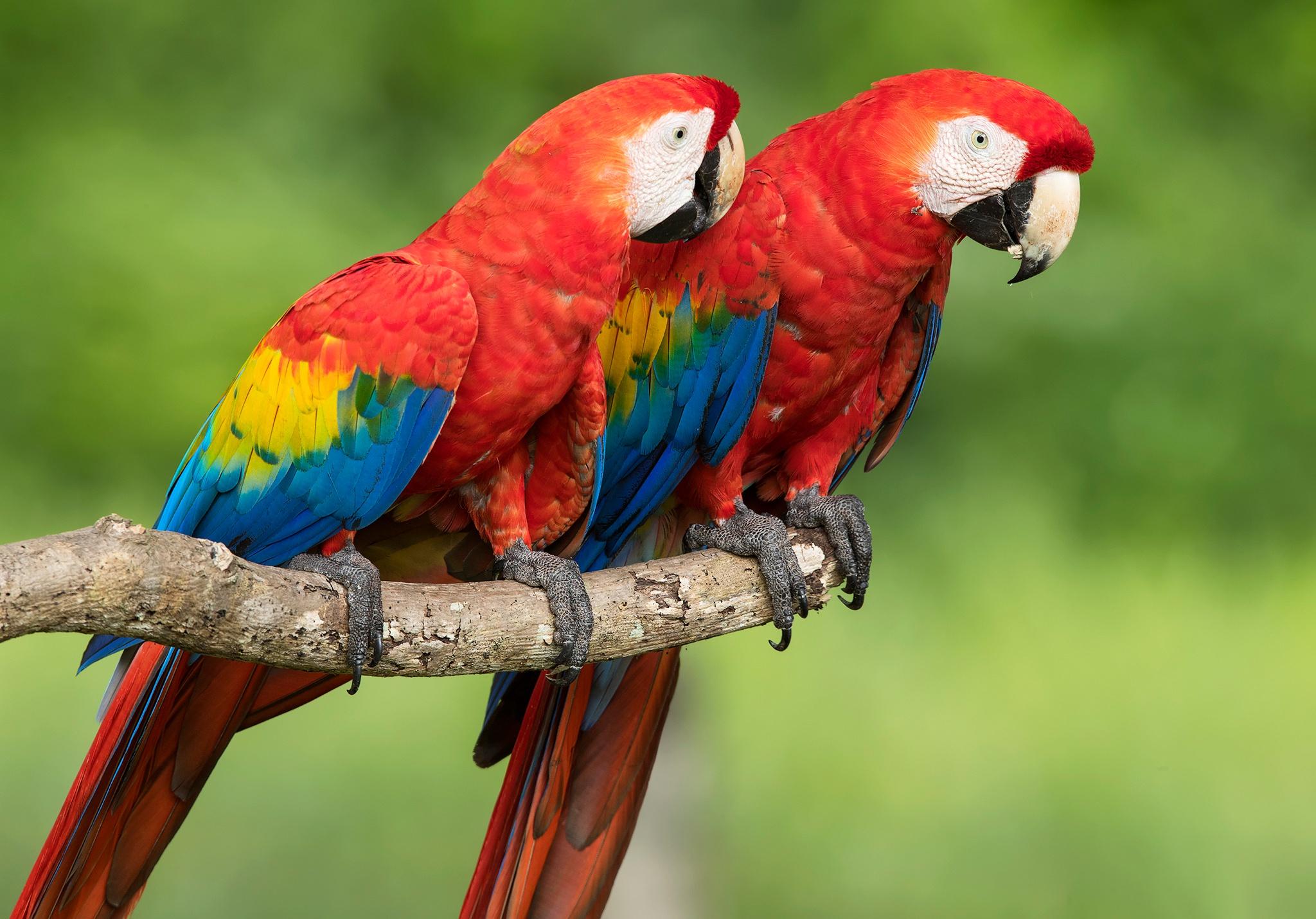 2048x1430 Scarlet Macaw HD Wallpaper