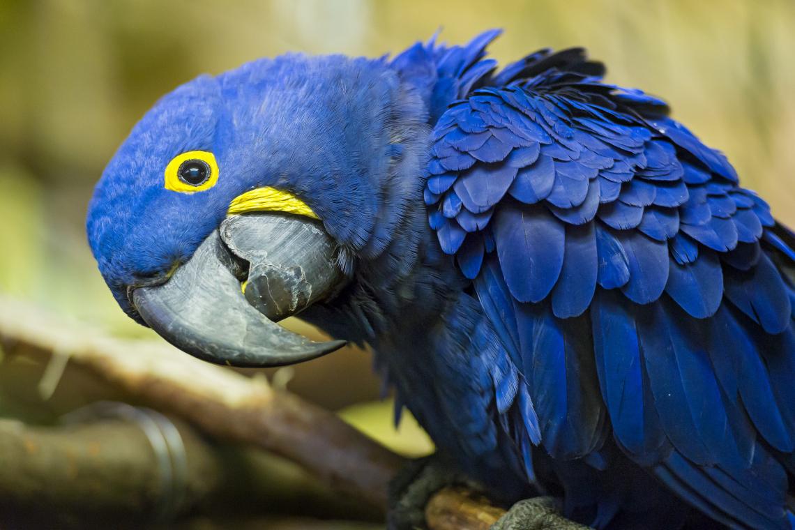 1140x760 Birds Photo
