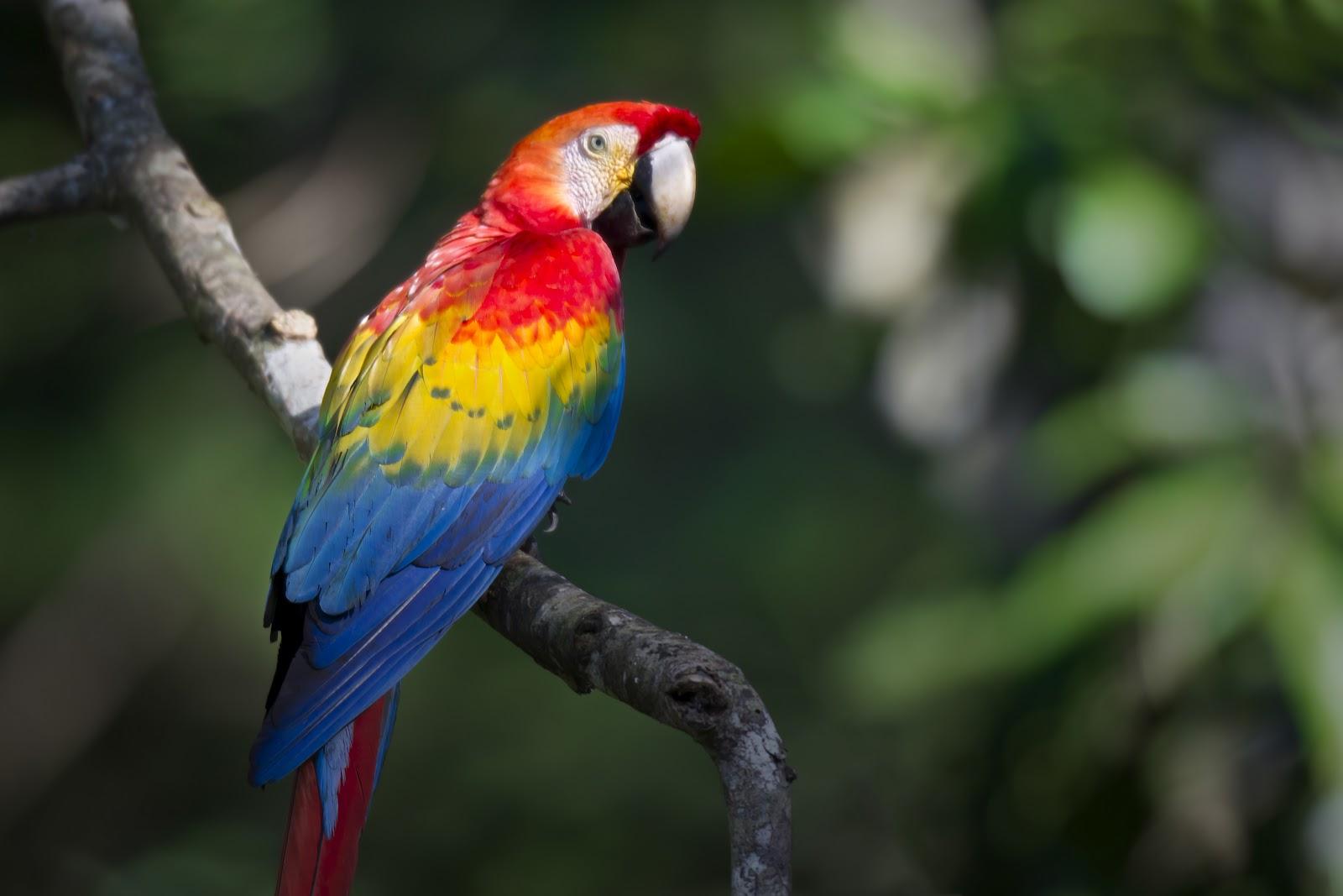 1600x1067 Scarlet Macaw wallpaper, Animal, HQ Scarlet Macaw pictureK Wallpaper 2019