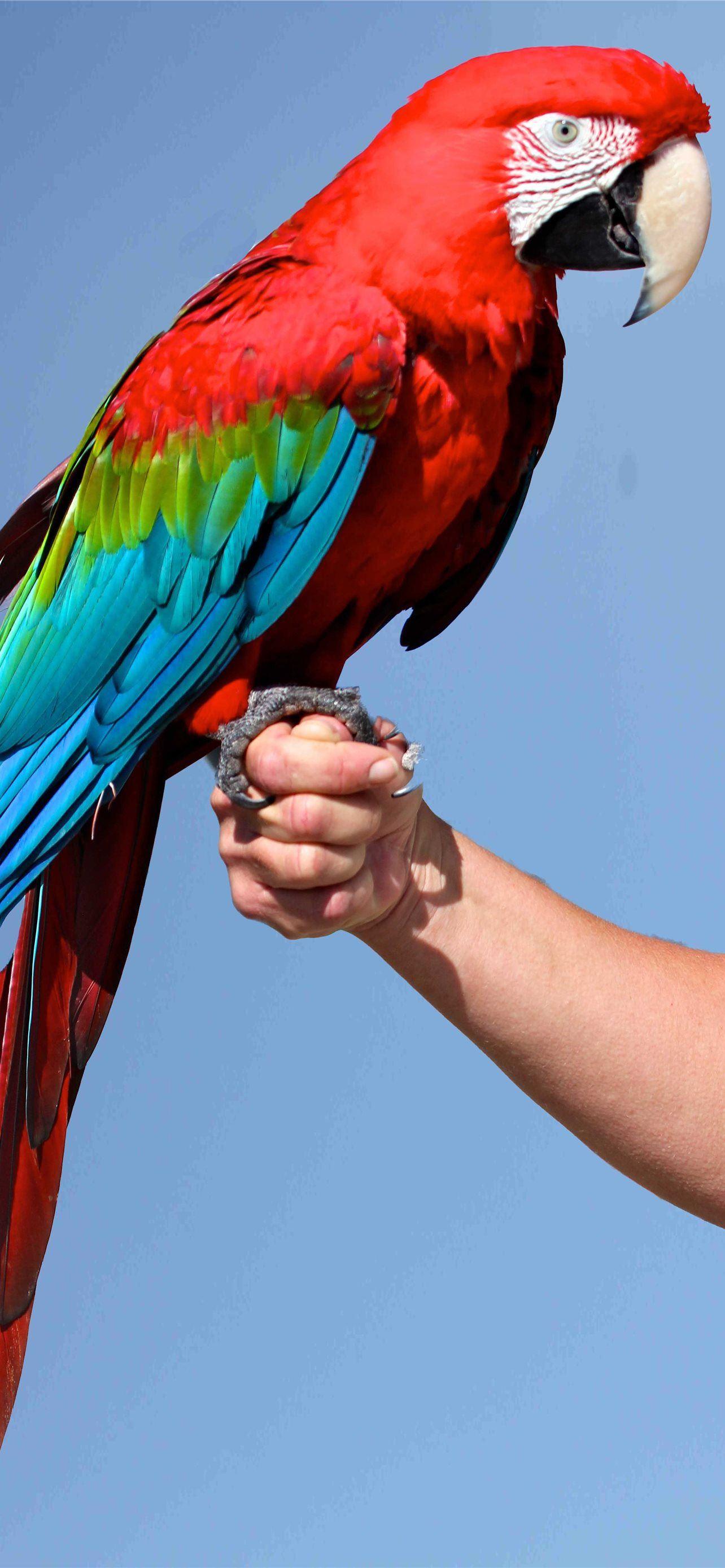 1284x2778 Scarlet Macaw Cave iPhone Wallpaper Free Download