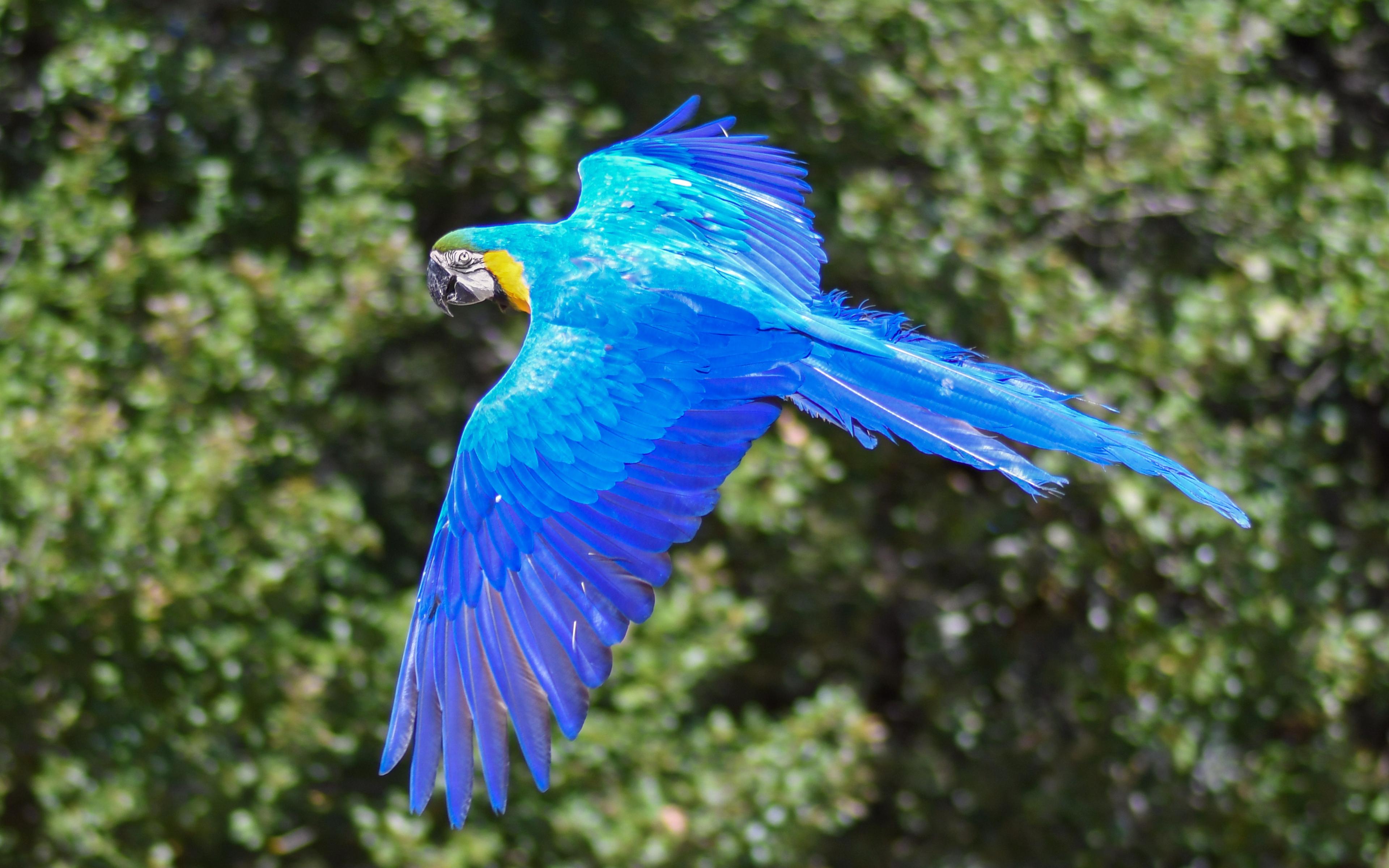 Blue Macaw Wallpapers Top Free Blue Macaw Backgrounds WallpaperAccess