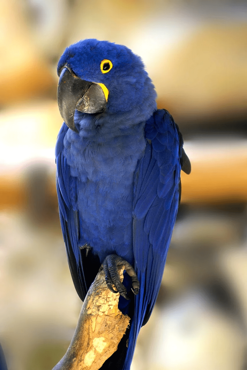 Blue Macaw Wallpapers - Top Free Blue Macaw Backgrounds - WallpaperAccess